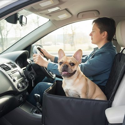 Siege auto pour chien